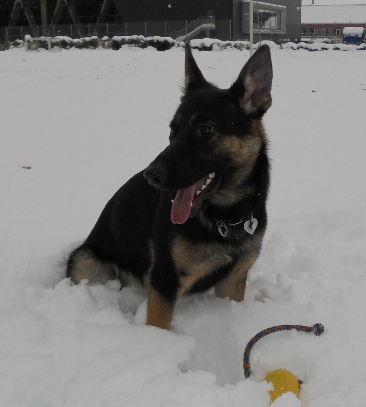 Schæferhund Amager's Nicki - Nicki og hendes meget højt elskede træningsbold - intet slår den! billede 21