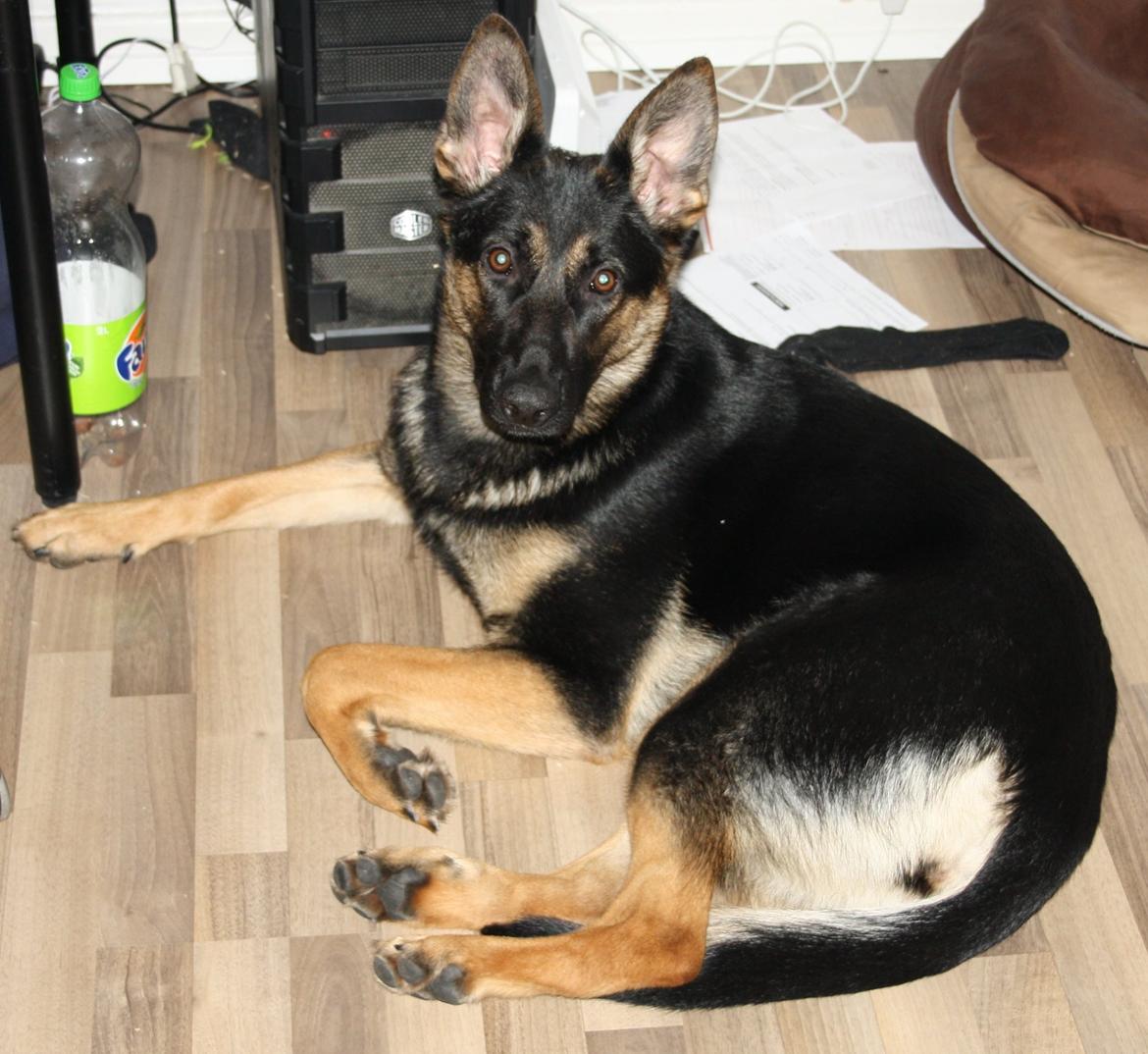 Schæferhund Amager's Nicki billede 24