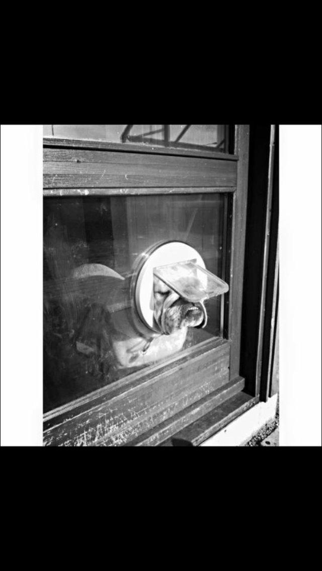 Engelsk bulldog Bjarne billede 6