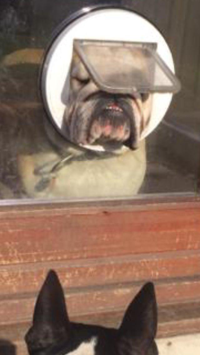 Engelsk bulldog Bjarne billede 7