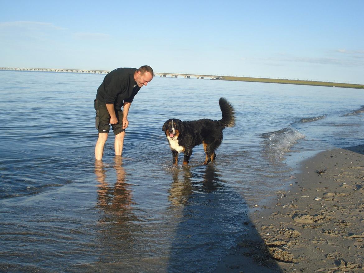 Berner sennenhund Emmelie. billede 10