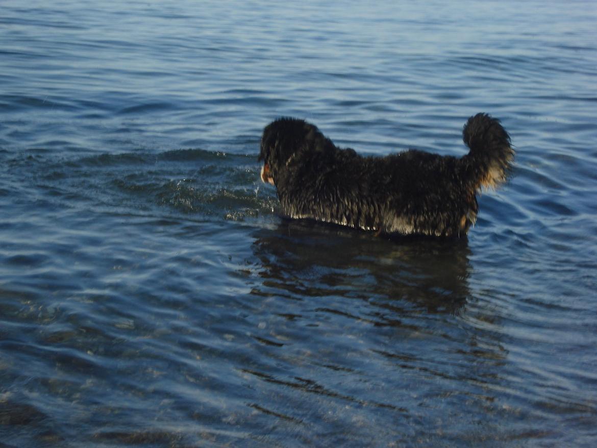 Berner sennenhund Emmelie. billede 11