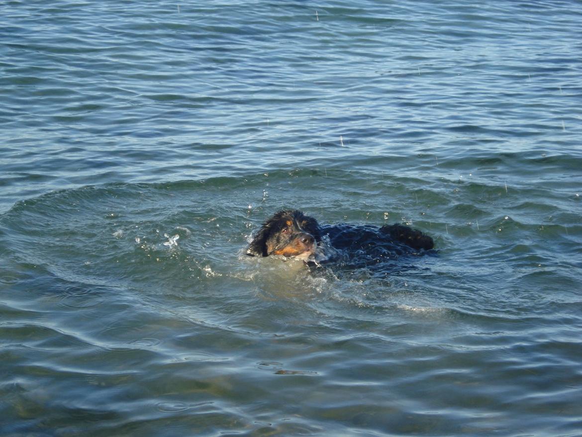 Berner sennenhund Emmelie. billede 13