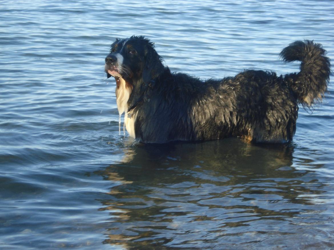Berner sennenhund Emmelie. billede 14