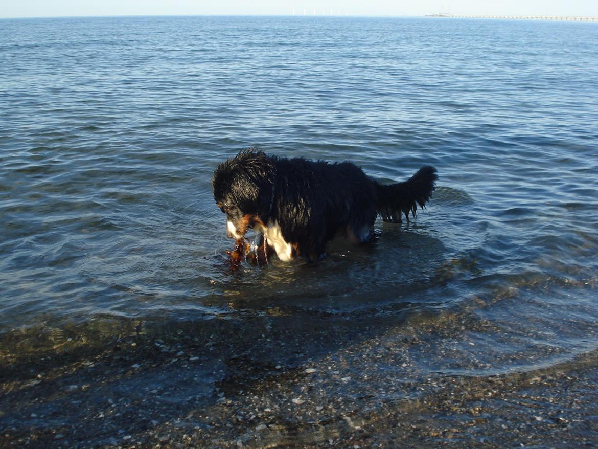 Berner sennenhund Emmelie. billede 15