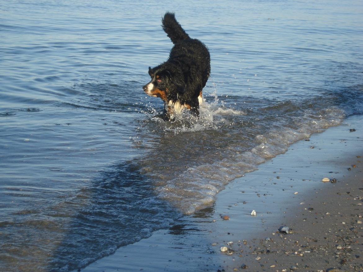 Berner sennenhund Emmelie. billede 12