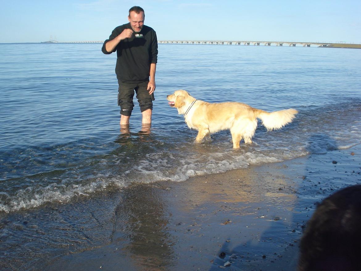 Golden retriever Maggie billede 17