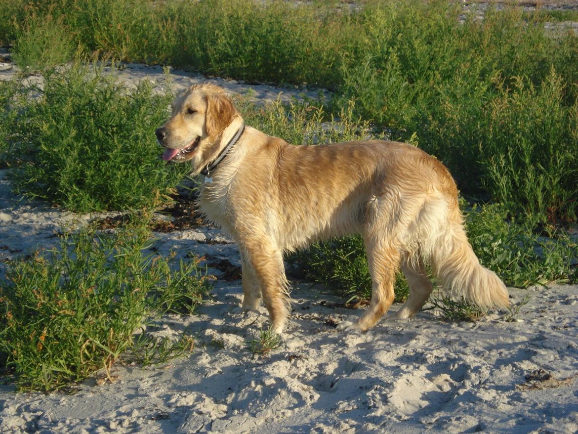 Golden retriever Maggie billede 18