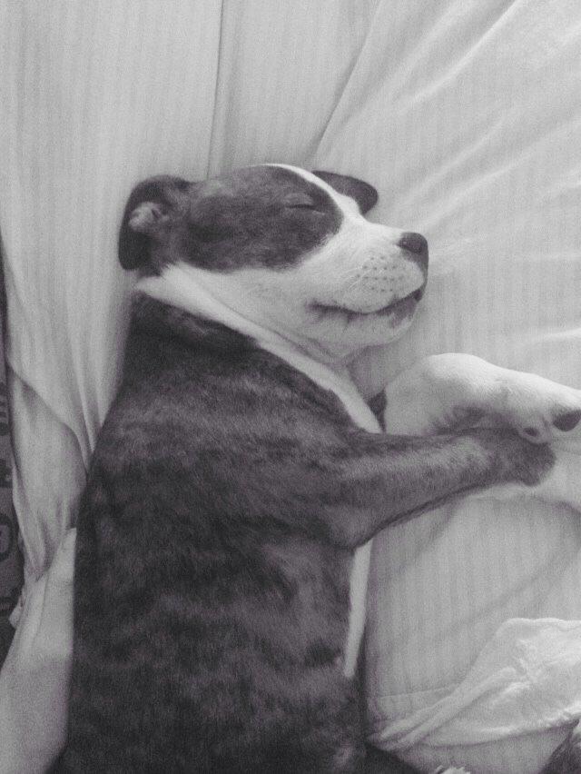 Staffordshire bull terrier Chika billede 13