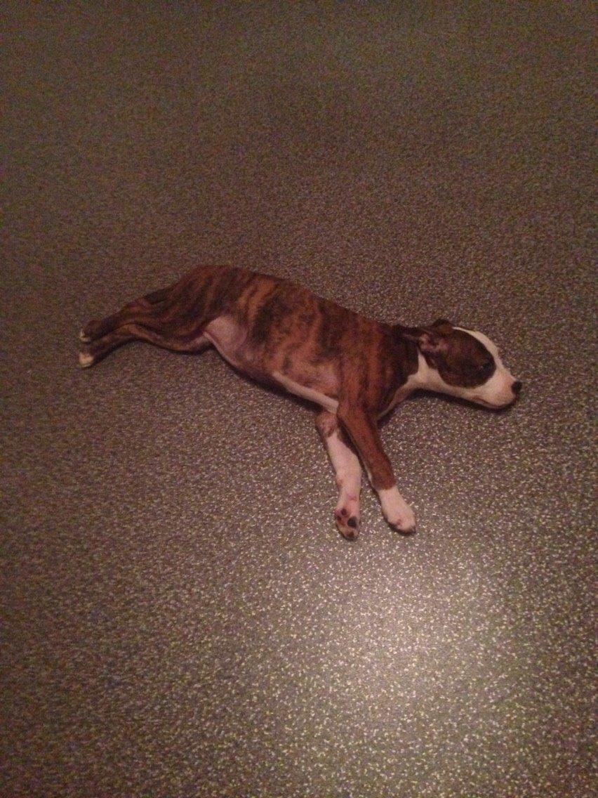 Staffordshire bull terrier Chika billede 15