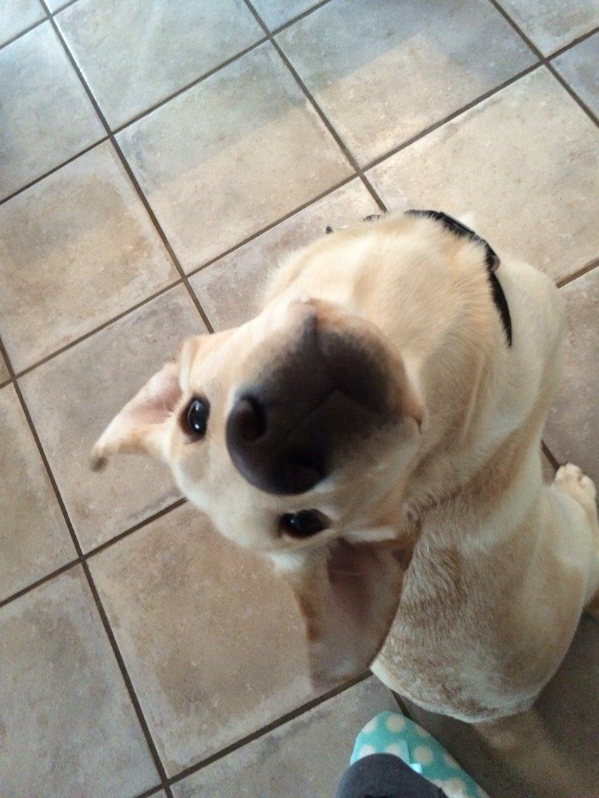 Labrador retriever Victor<3 - halløj med dig hygger du dig?🤗 billede 48