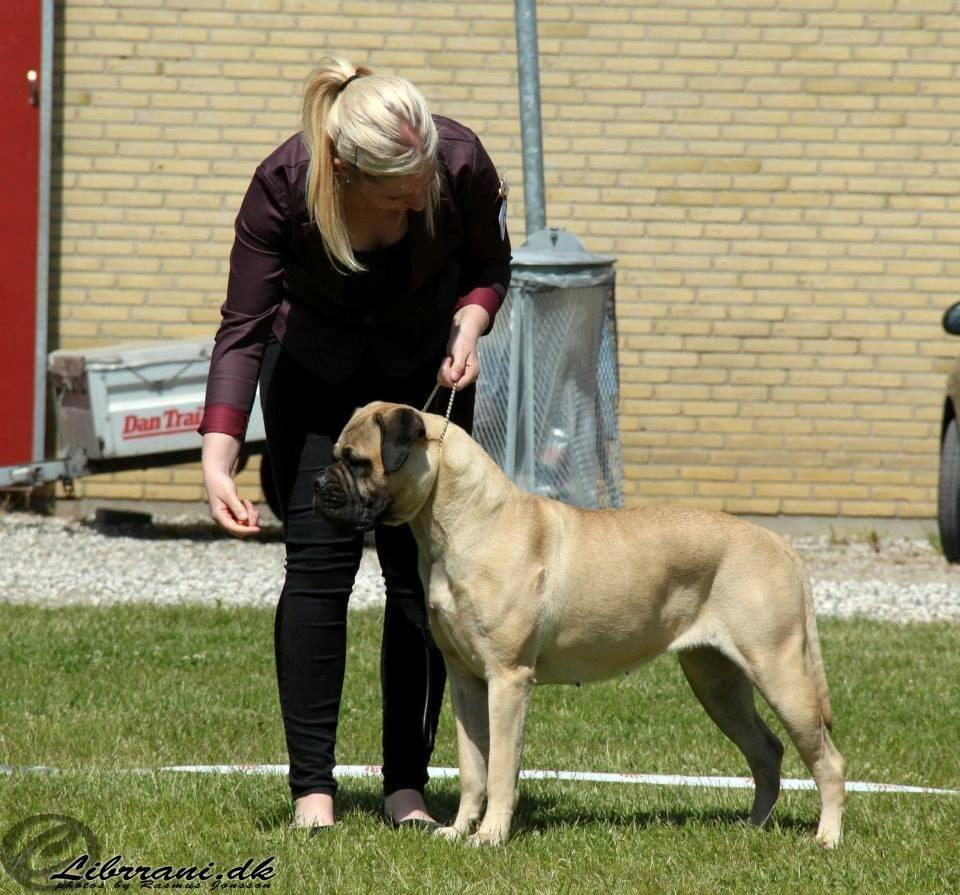 Bullmastiff Raya (Bullgrin's 'N Librrani No Mercy) billede 1
