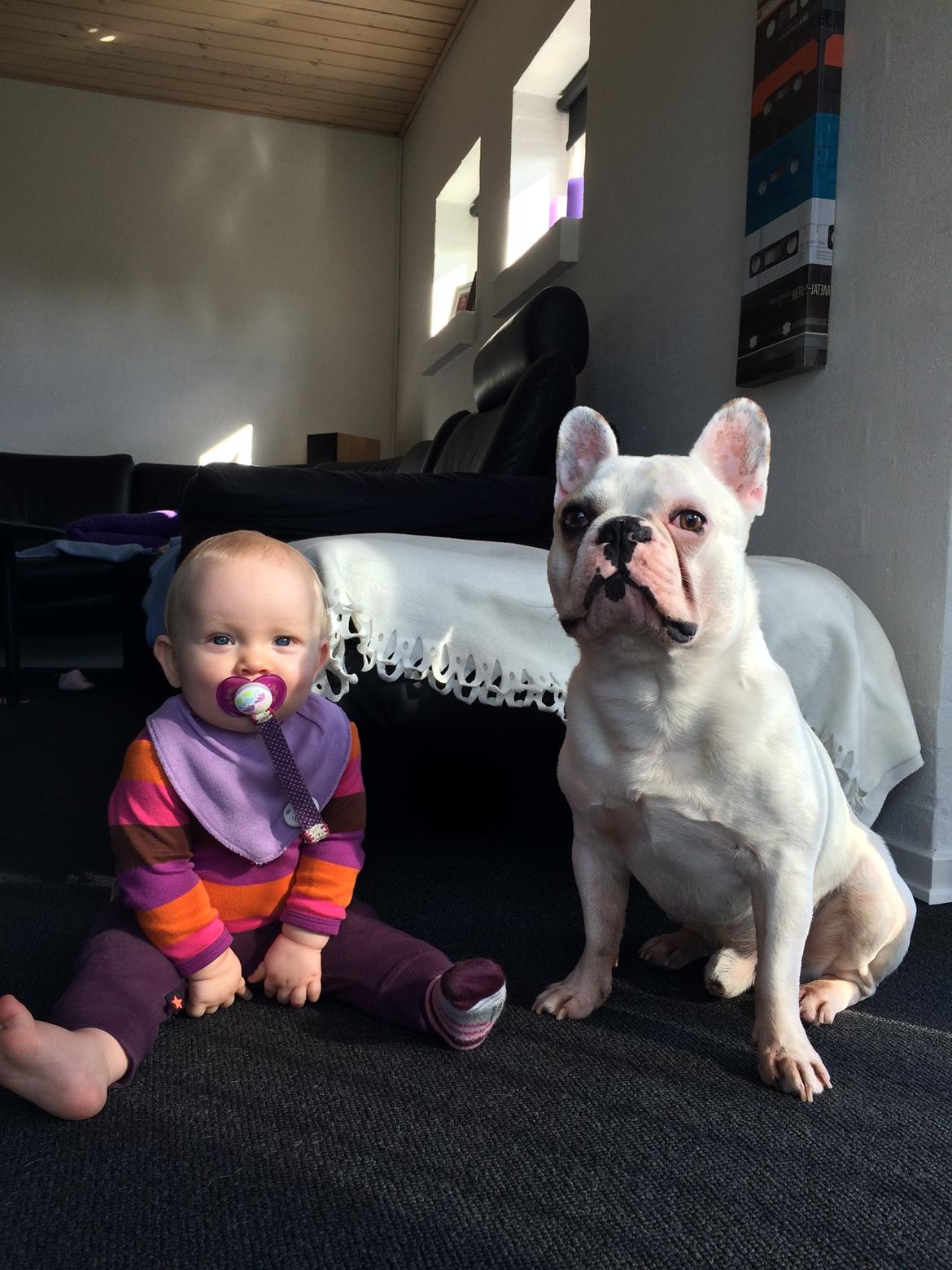 Fransk bulldog Møffe (Bjarne). billede 27