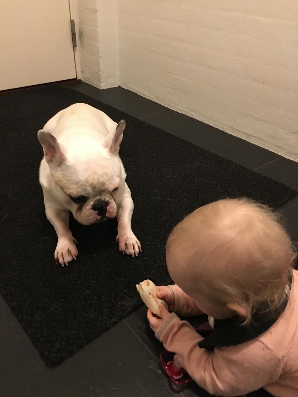 Fransk bulldog Møffe (Bjarne). billede 28