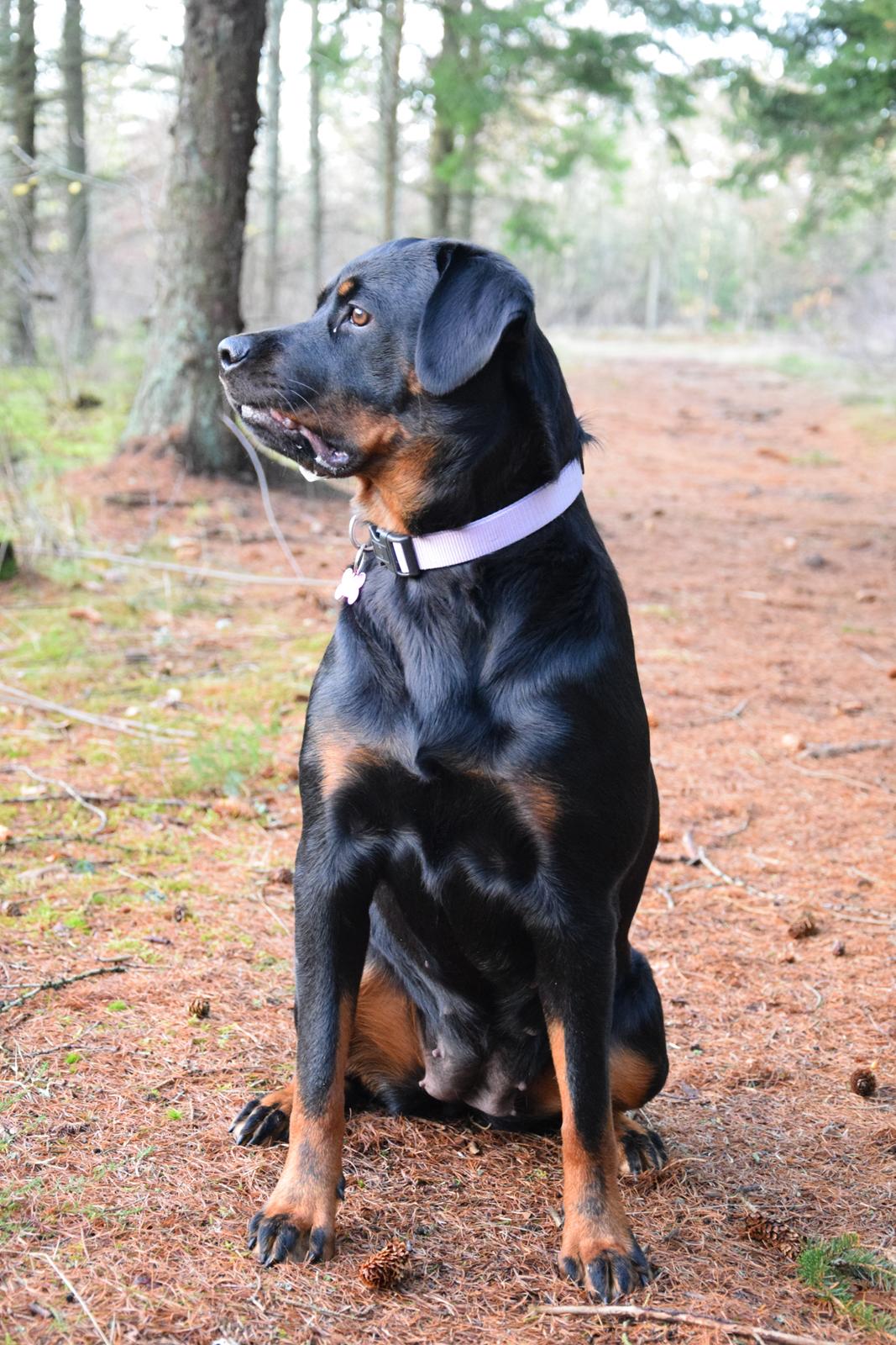 Rottweiler Kali billede 15