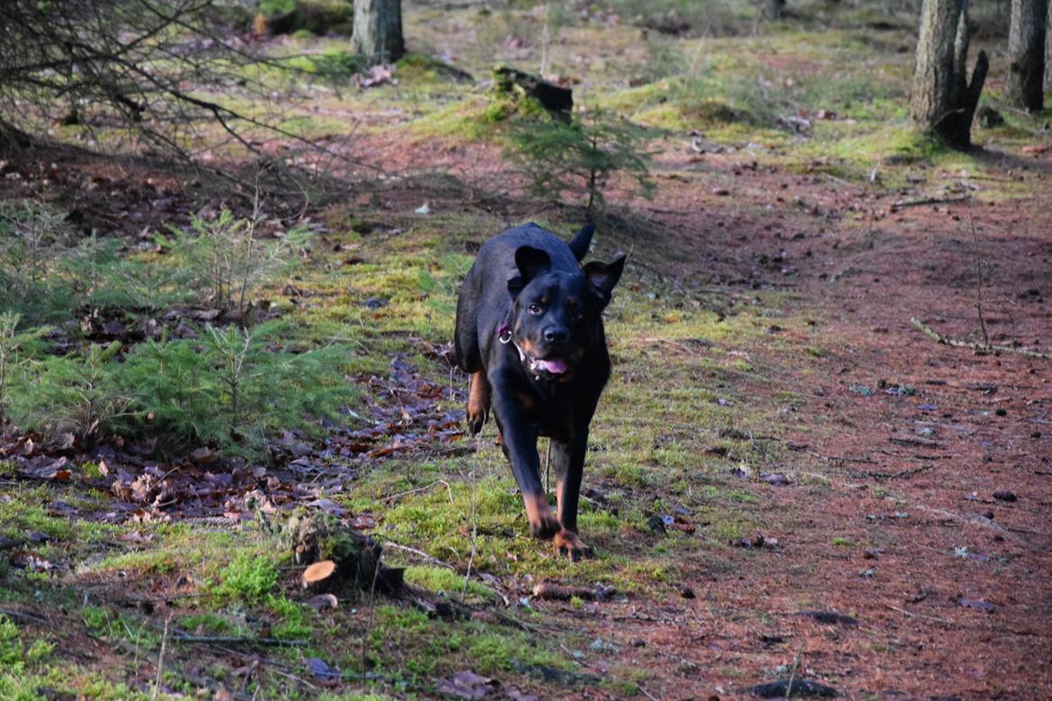 Rottweiler Kali billede 16