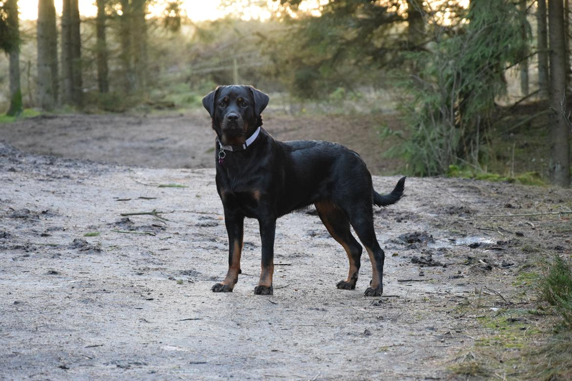 Rottweiler Kali billede 14