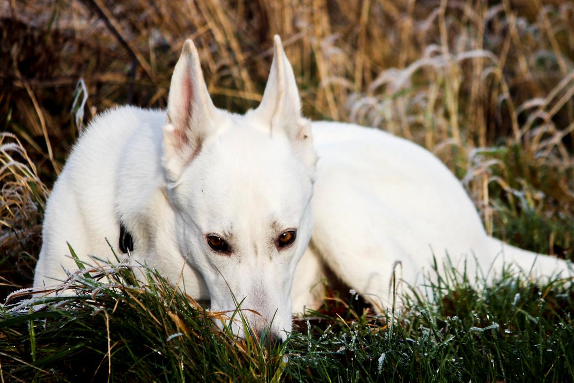 Hvid Schweizisk Hyrdehund Lobo billede 10