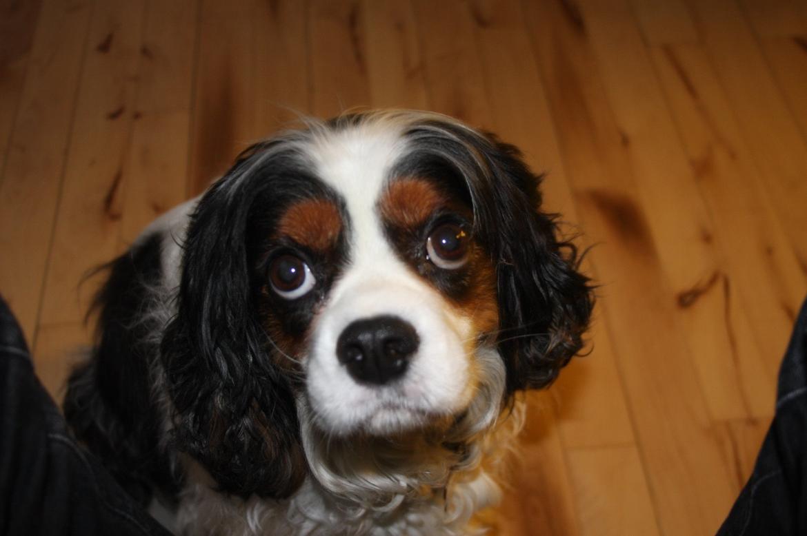 Cavalier king charles spaniel Tristan - "Vil du ikke godt nusse mig!" billede 3