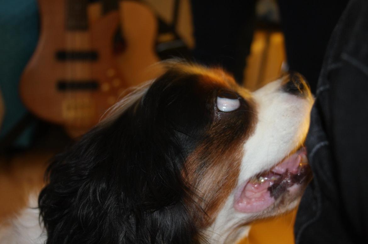 Cavalier king charles spaniel Tristan - "Nogen der sagde godbid?!" billede 4