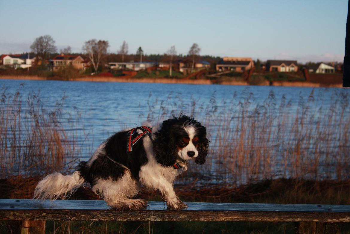 Cavalier king charles spaniel Tristan billede 7