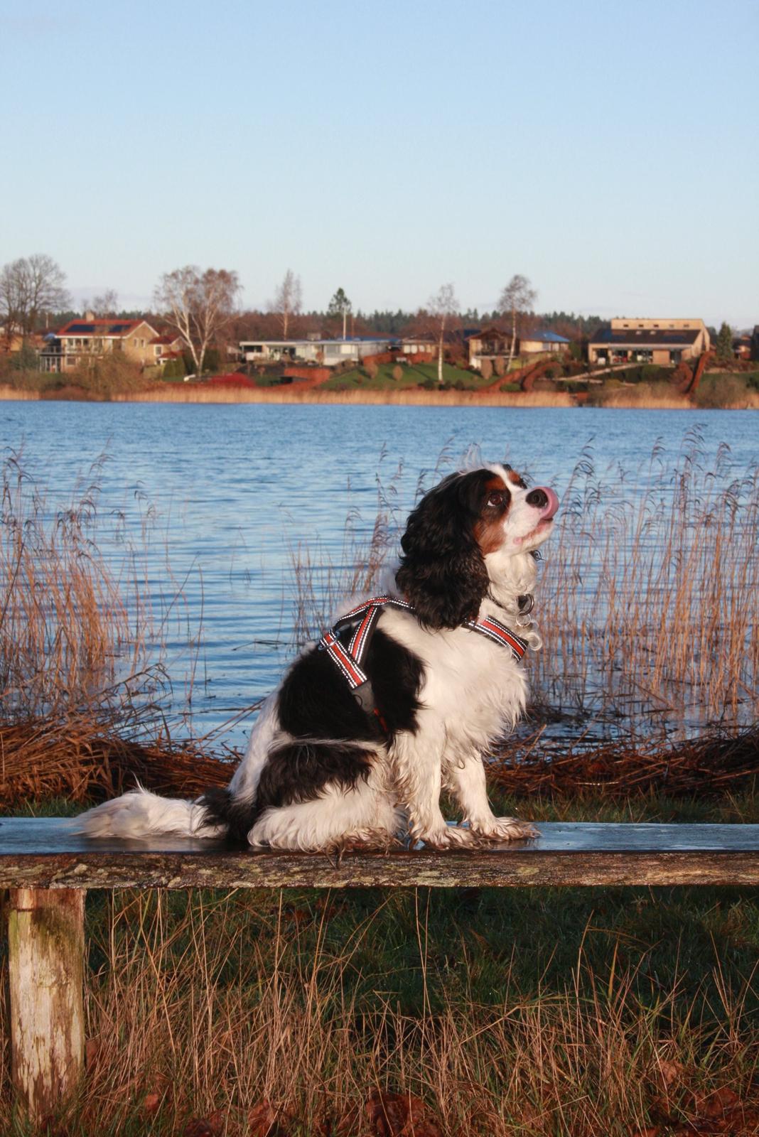 Cavalier king charles spaniel Tristan billede 6