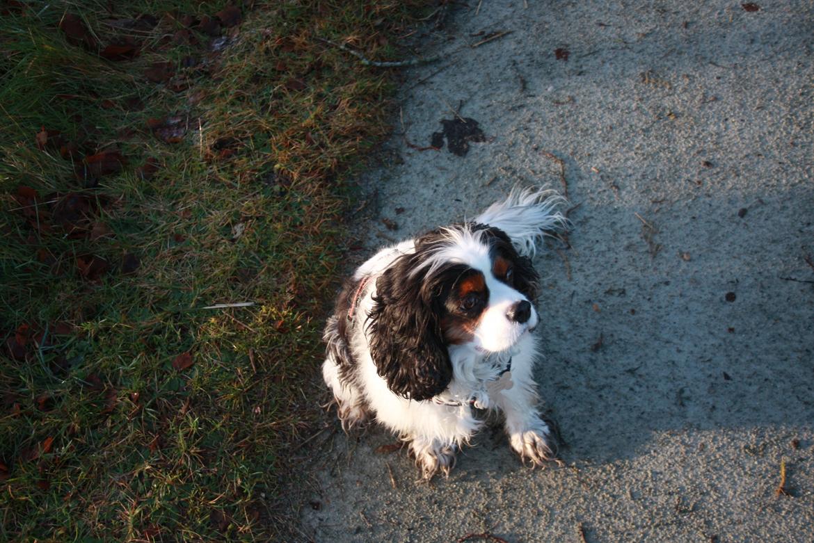Cavalier king charles spaniel Tristan billede 14