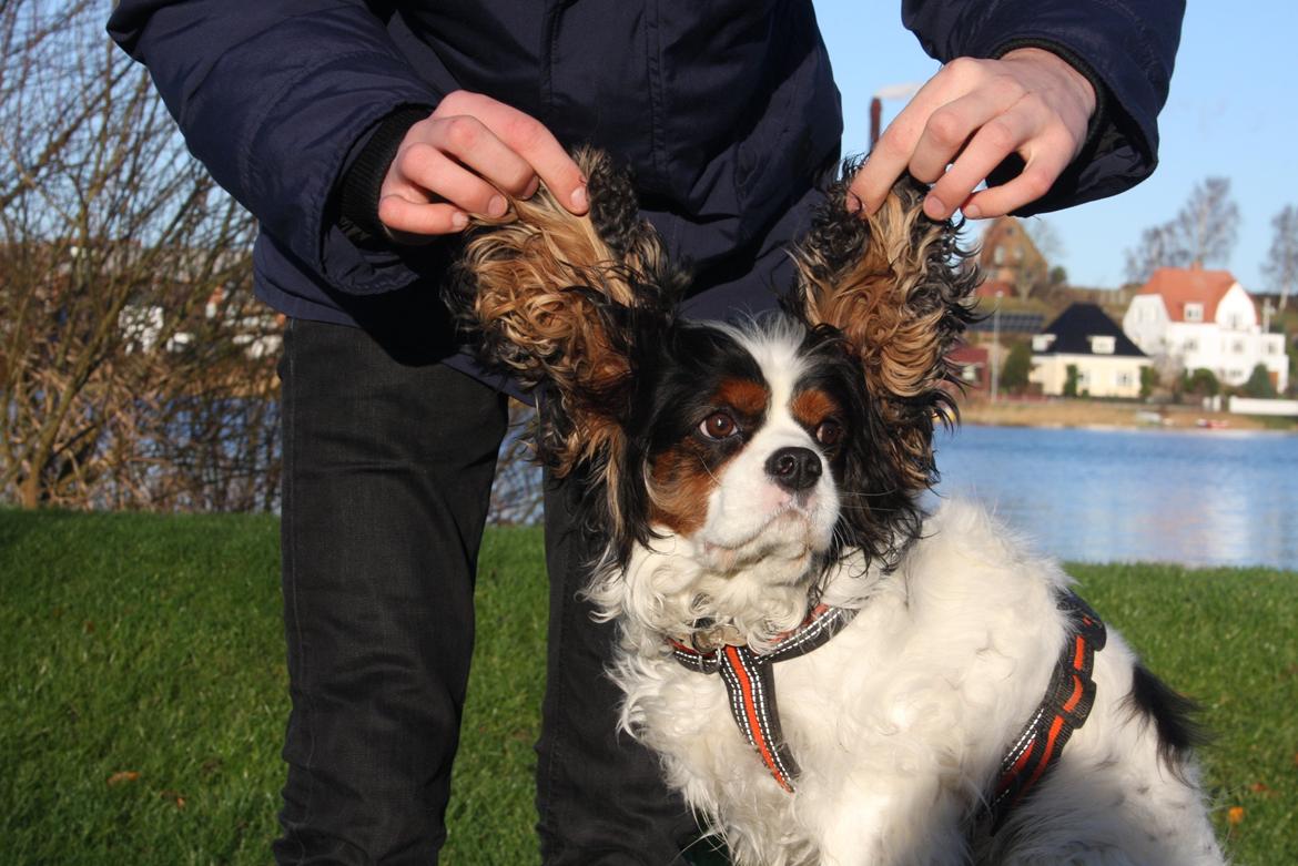 Cavalier king charles spaniel Tristan billede 16