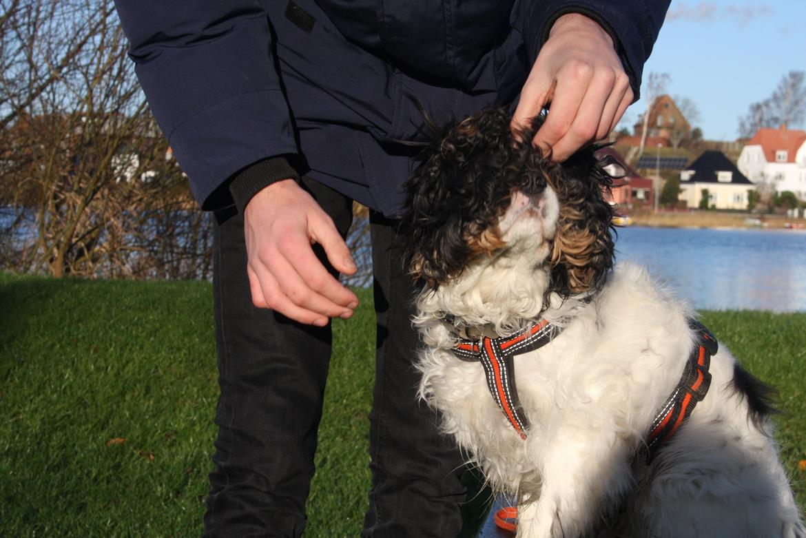 Cavalier king charles spaniel Tristan - "Hov, så slukkede lyset!" billede 17