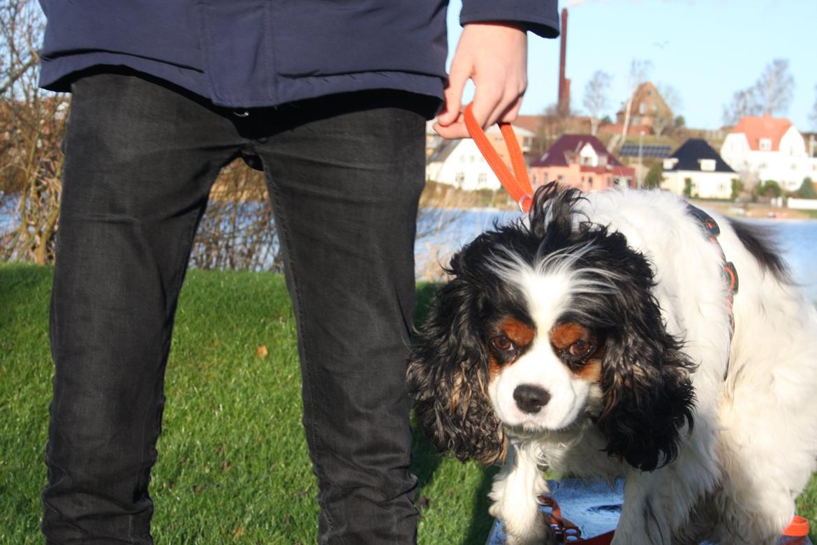 Cavalier king charles spaniel Tristan billede 18