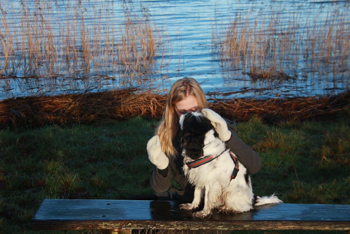 Cavalier king charles spaniel Tristan - Hygge billede 15