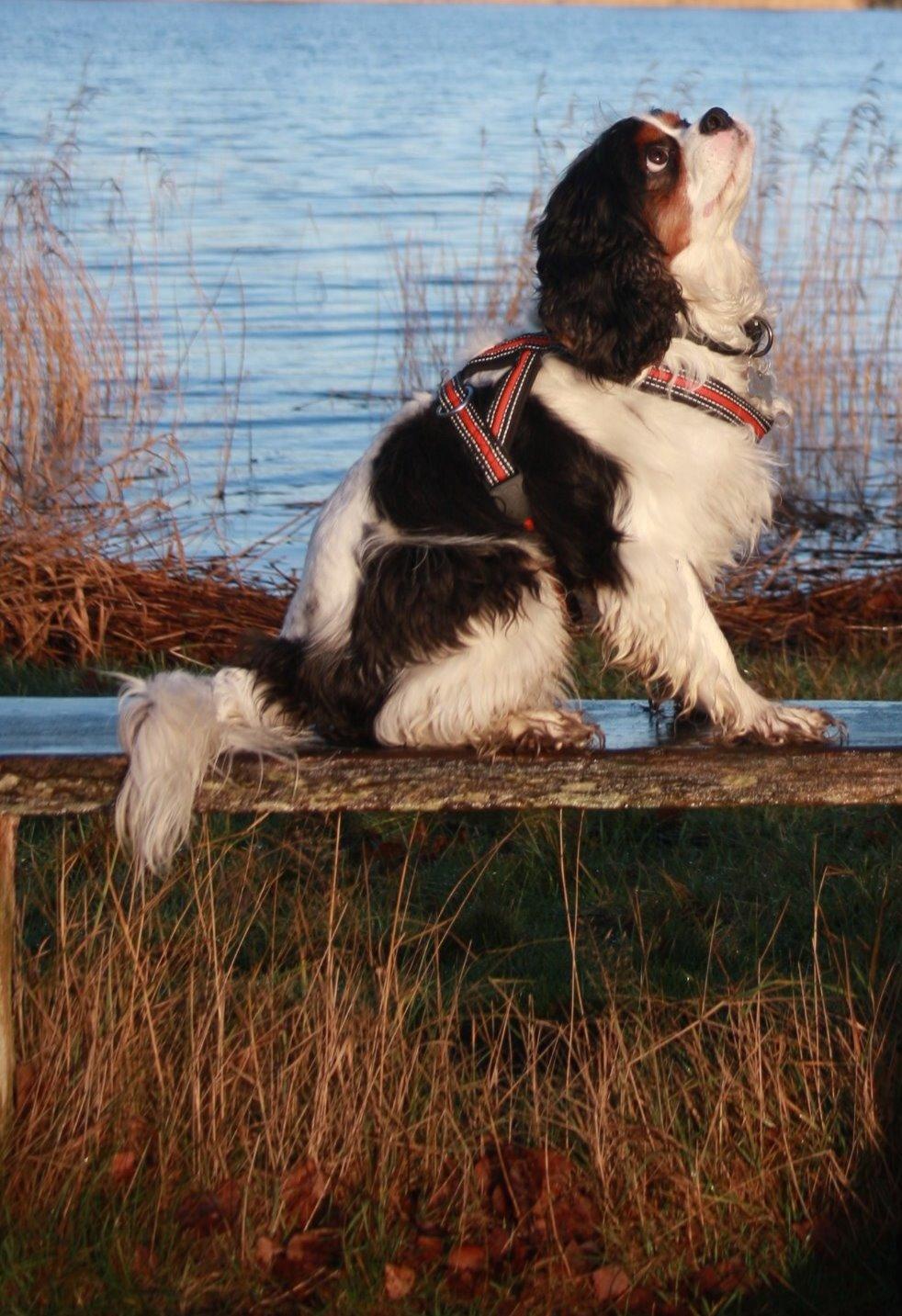 Cavalier king charles spaniel Tristan billede 5