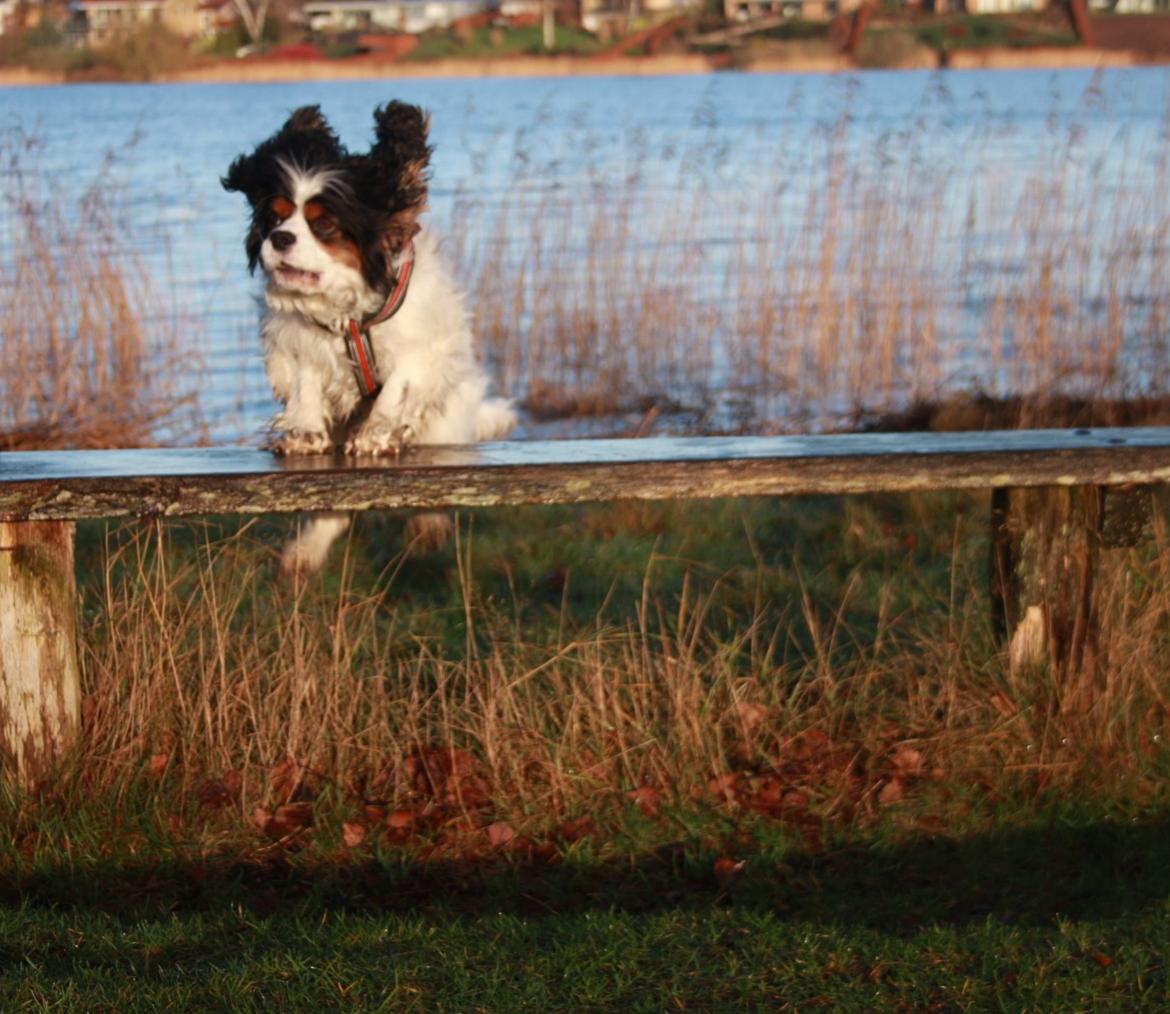 Cavalier king charles spaniel Tristan billede 8