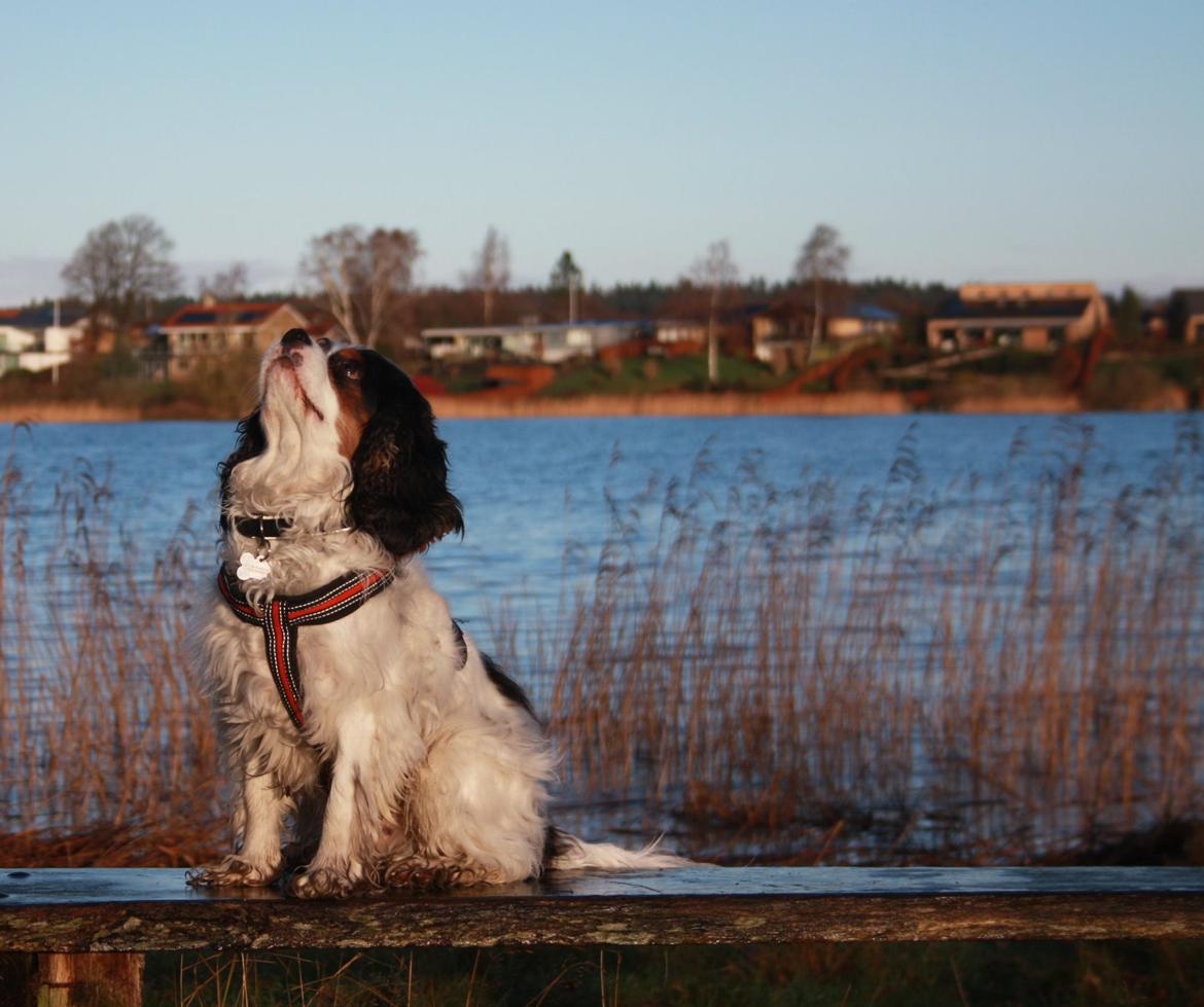 Cavalier king charles spaniel Tristan billede 9