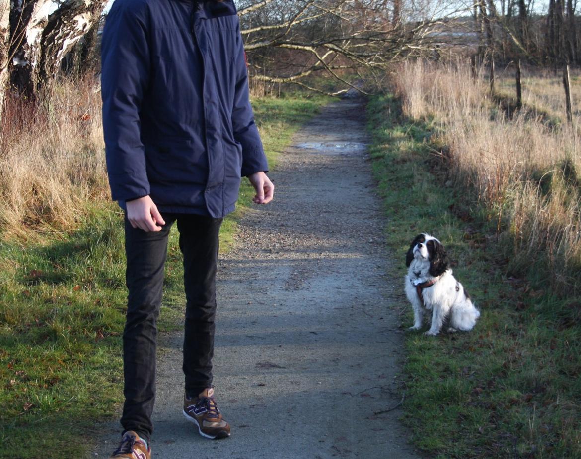 Cavalier king charles spaniel Tristan - "Går du fra mig nu?" billede 10