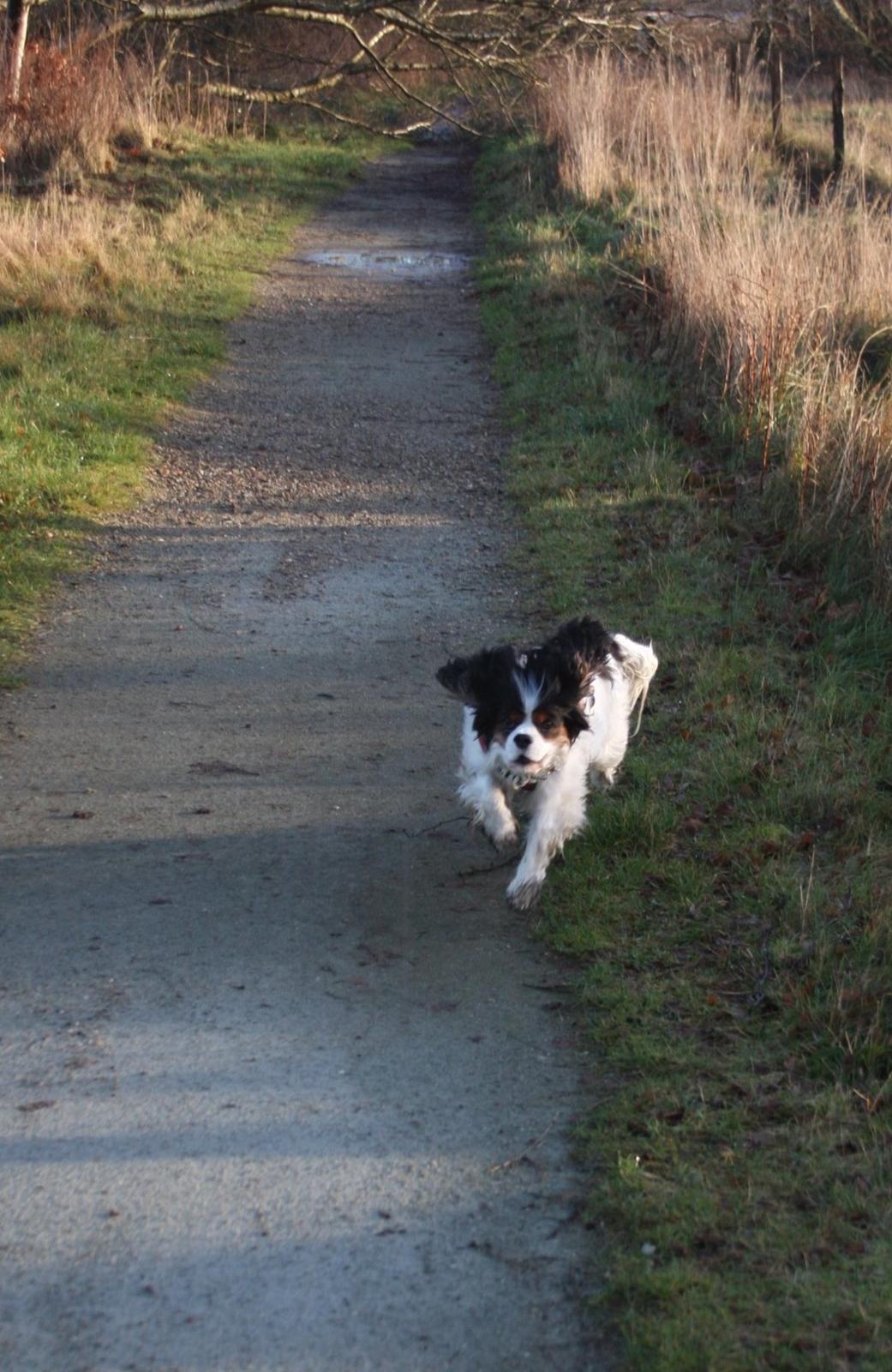 Cavalier king charles spaniel Tristan - "I believe I can flyyyy.." billede 11