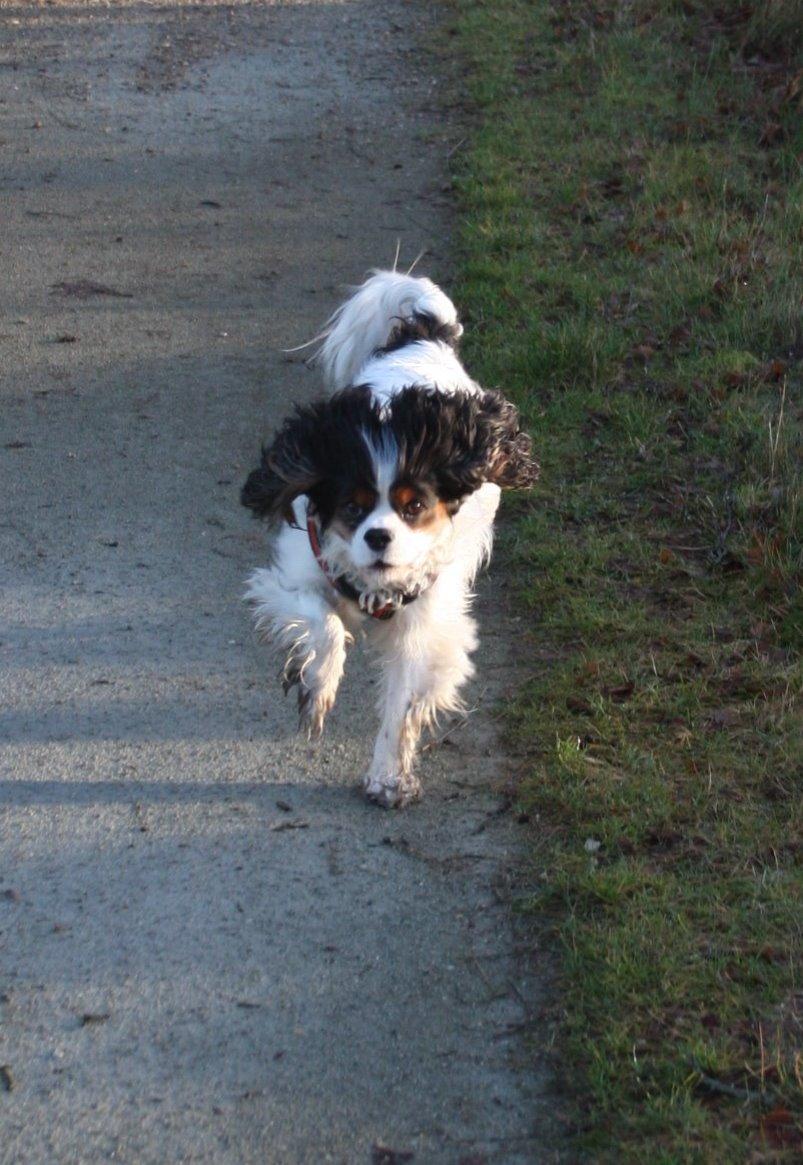 Cavalier king charles spaniel Tristan billede 12