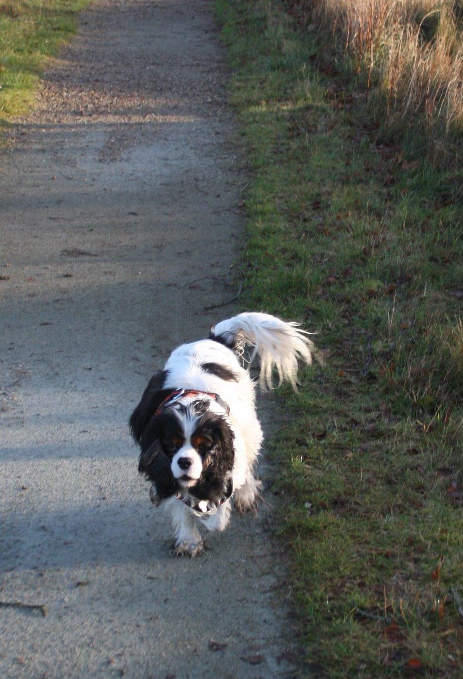 Cavalier king charles spaniel Tristan - Ligheden med Cocker Spaniel billede 13