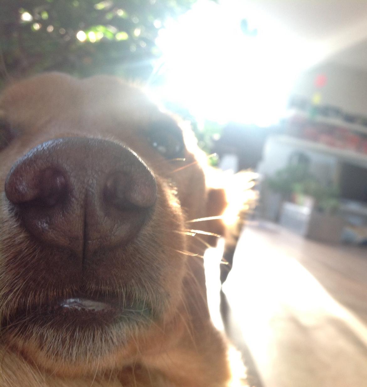 Blanding af racer Billy billede 1