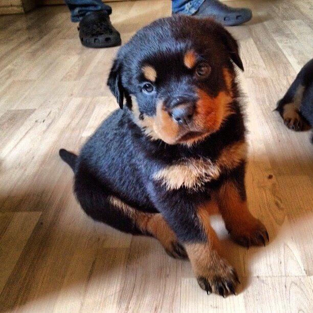 Rottweiler Molly billede 2
