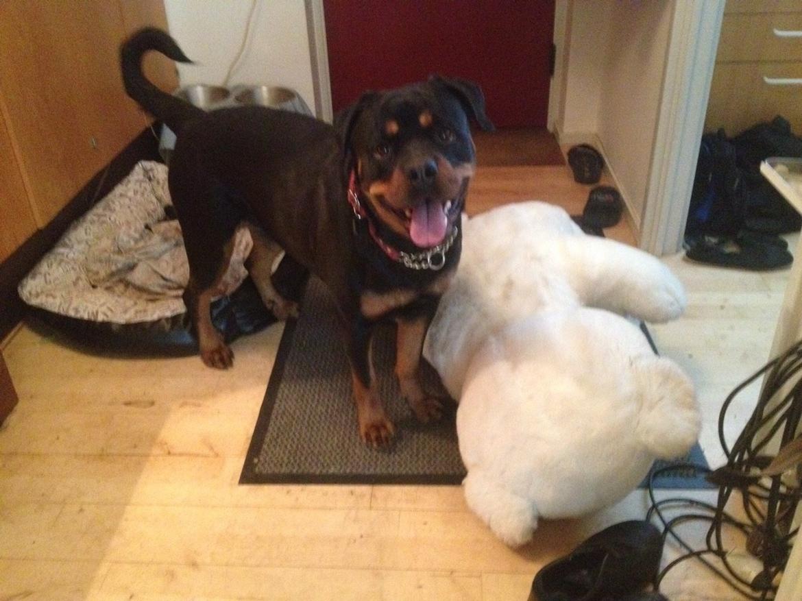 Rottweiler Molly billede 1