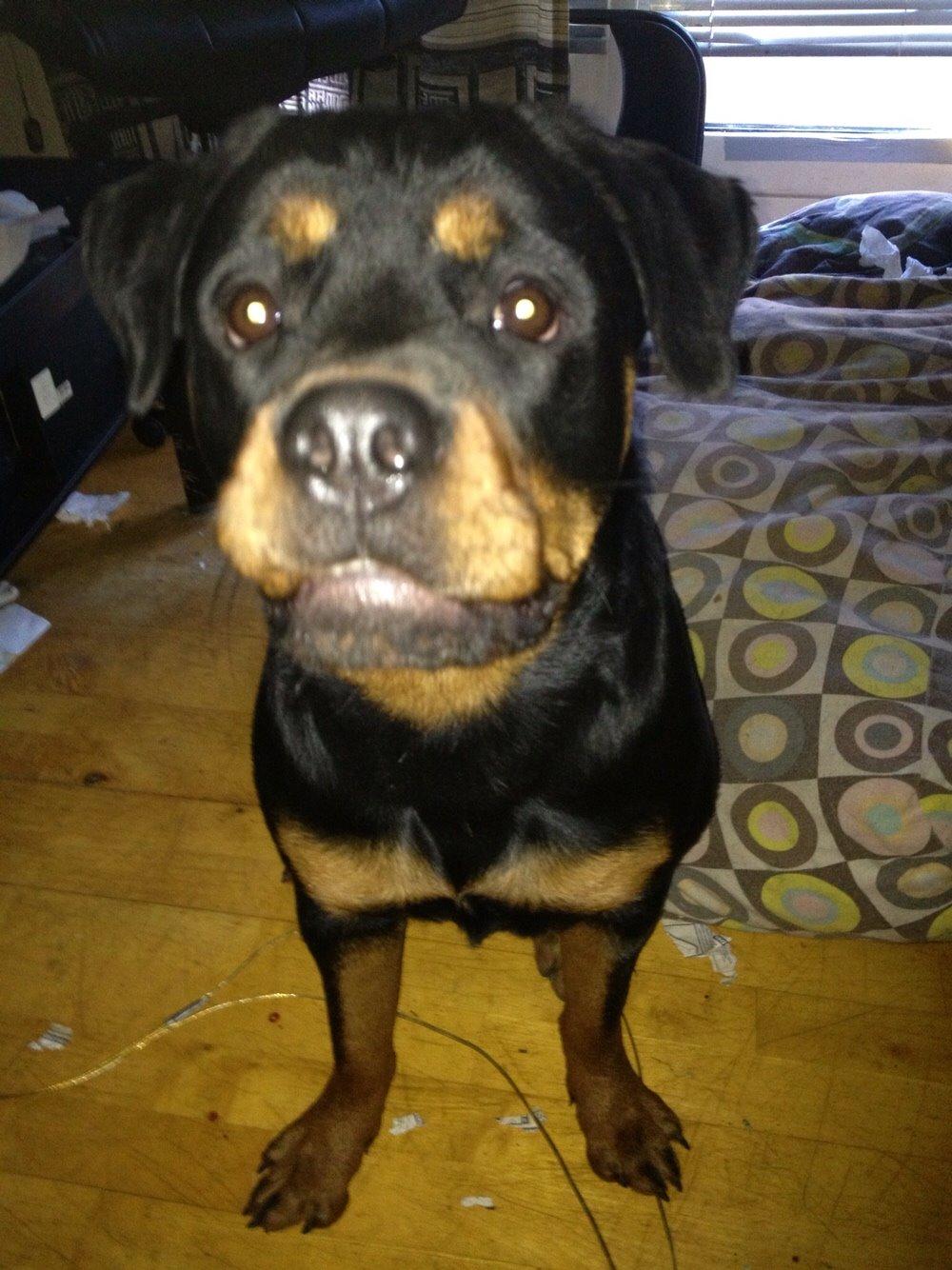 Rottweiler Molly billede 4