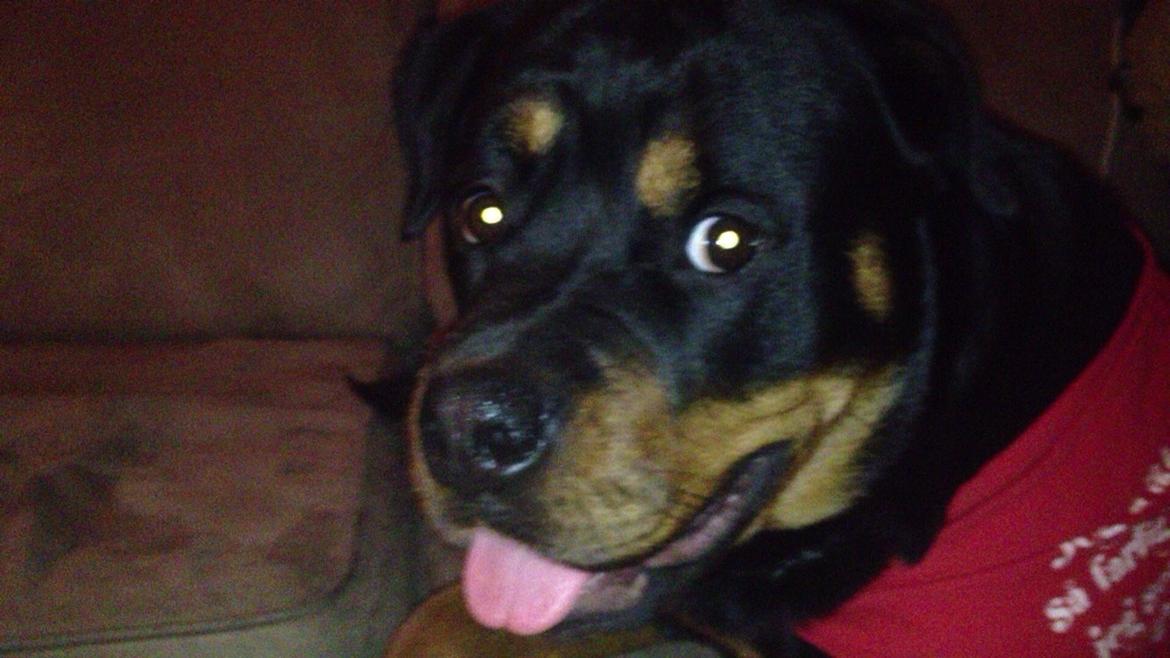 Rottweiler Molly billede 5