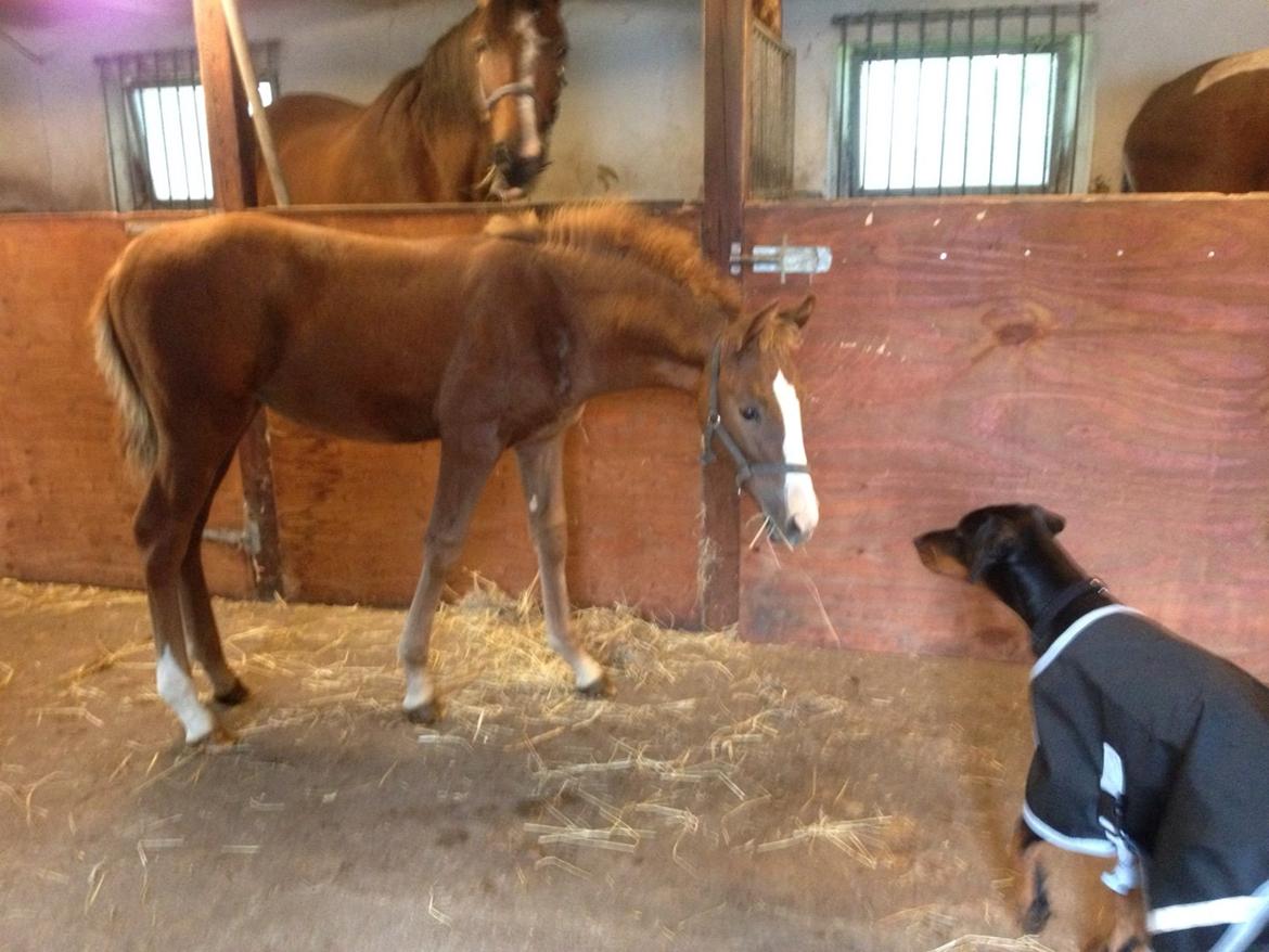 Dobermann Marco billede 18