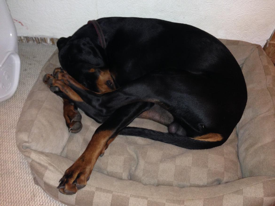 Dobermann Marco - De siger jeg sover mærkeligt !? billede 19