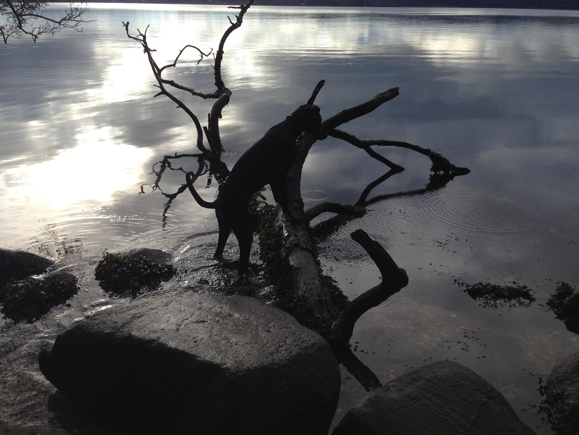 Dobermann Marco billede 21