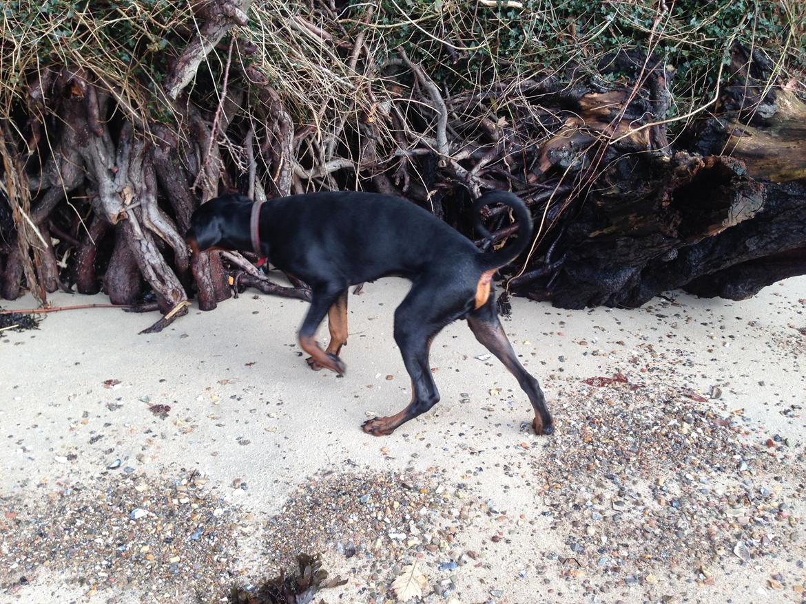 Dobermann Marco billede 22