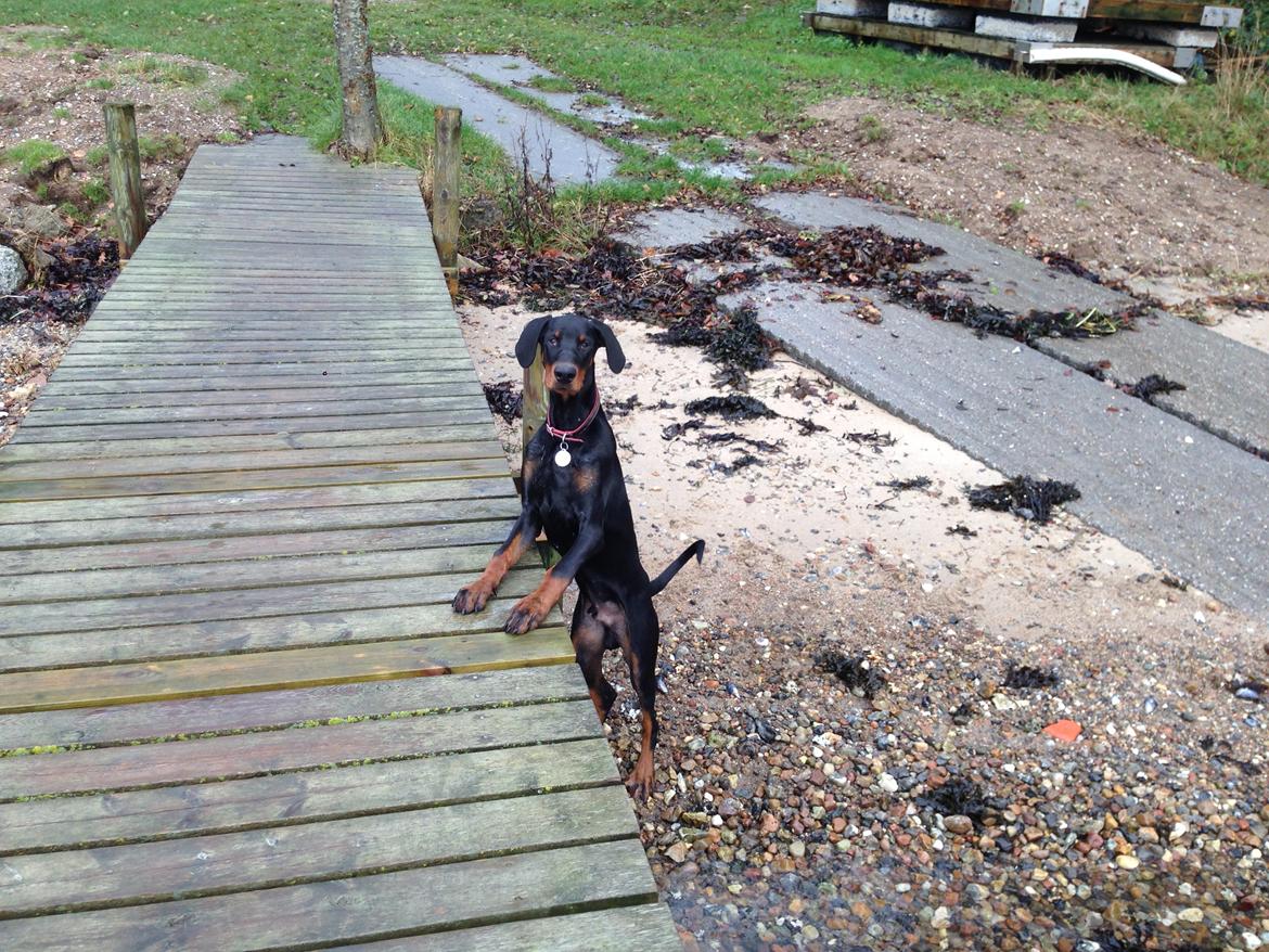 Dobermann Marco billede 23