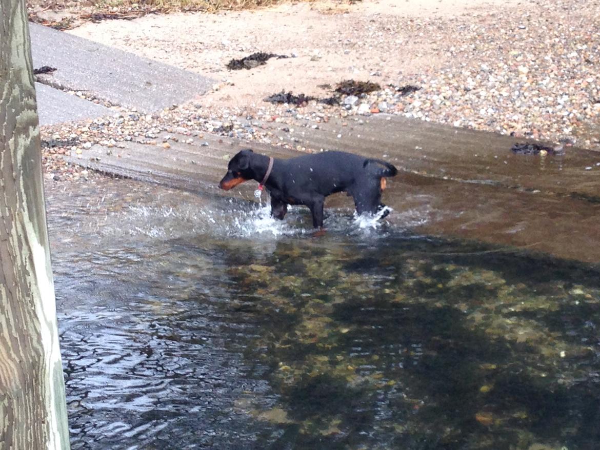 Dobermann Marco billede 24