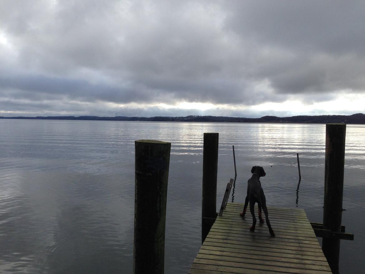 Dobermann Marco billede 25